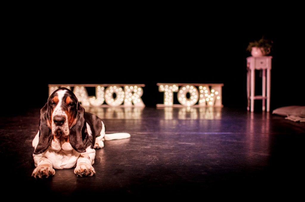 Major Tom the basset hound dog "performing" on stage